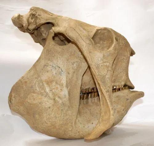 雕齿兽头骨化石
