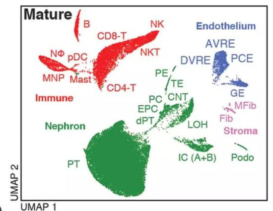  ▲对成熟肾细胞的类型分析，其中红色表示不同的免疫细胞（图片来源：参考资料[1]）