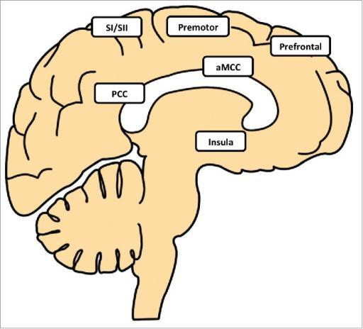 调节体温的脑区（图片来自：参考资料11）
