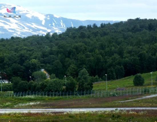 图7：挪威北部的森林（高登义拍摄）