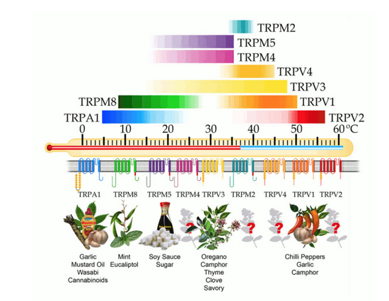 图二：TRP受体激活温度及对应物质来源-Structure–functional intimacies of transient receptor potential channels