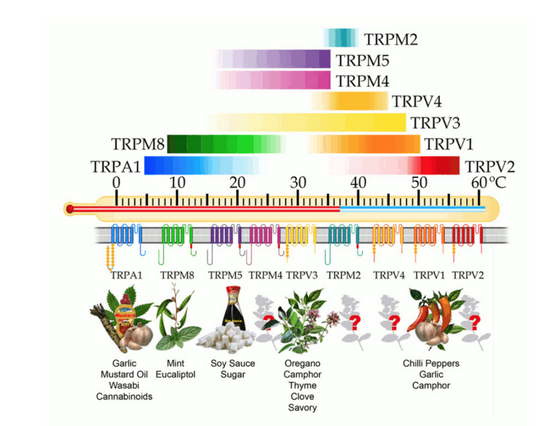 图二：TRP受体激活温度及对应物质来源-Structure–functional intimacies of transient receptor potential channels 