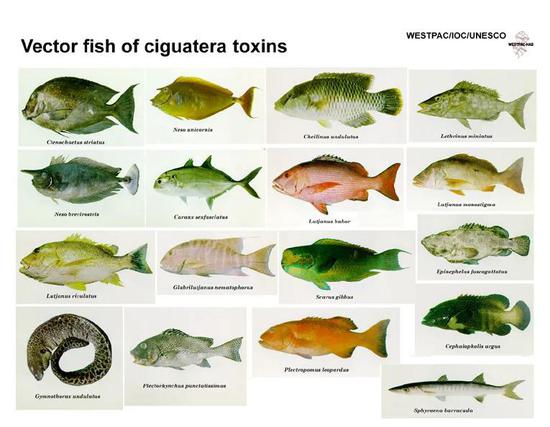 常含有西加鱼毒素的鱼类。（图片来源：The Woods Hole Oceanographic Institution）