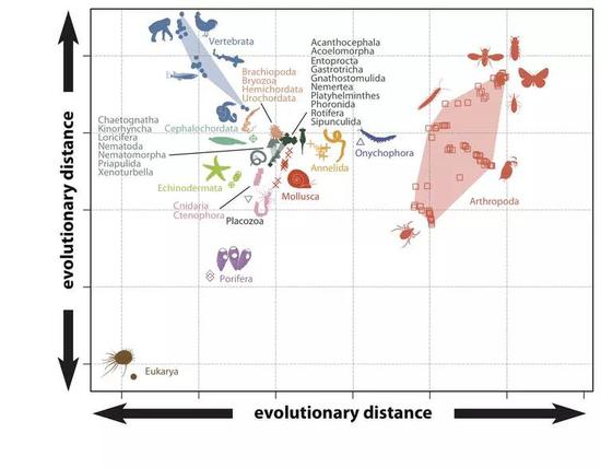 根据多样性绘制的动物种群图。| 图片来源：Philip Donoghue