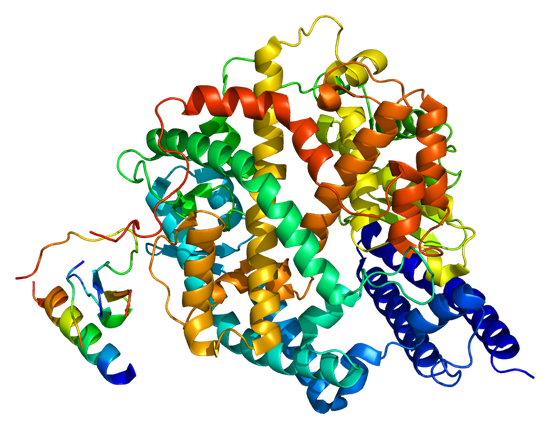 ACE2蛋白质结构，这是病毒进入细胞的重要受体 | Emw / Wikimedia Commons