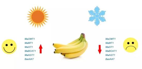 常温下和低温下，香蕉中与香气有关的基因表达情况显著不同。制图：小柒