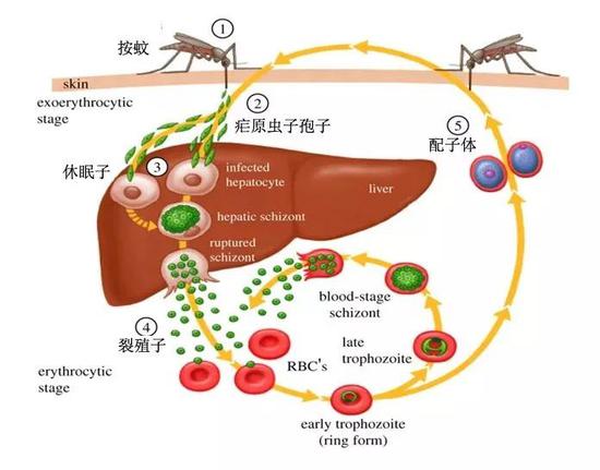 疟原虫的生活史 （图片来源：世界卫生组织网站）