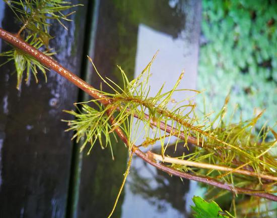 这些羽毛状的沉水叶，经常被人们误认成菱的同化根。图片：江南蝶衣