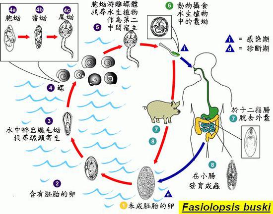 布氏姜片吸虫生活史图片