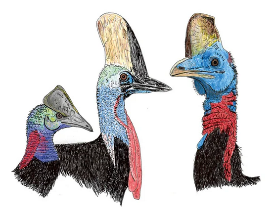 这种搏杀人类的巨型鸟，竟然也曾温顺如鸡？