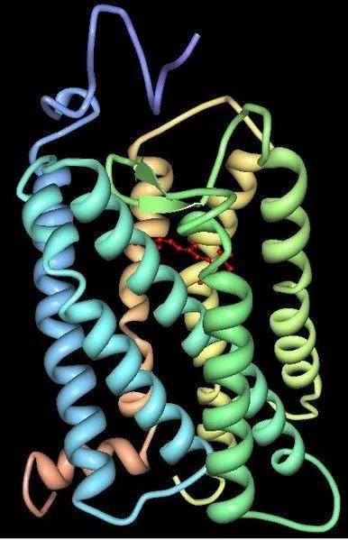 视蛋白3d模型 （图片来源：Wikipedia）