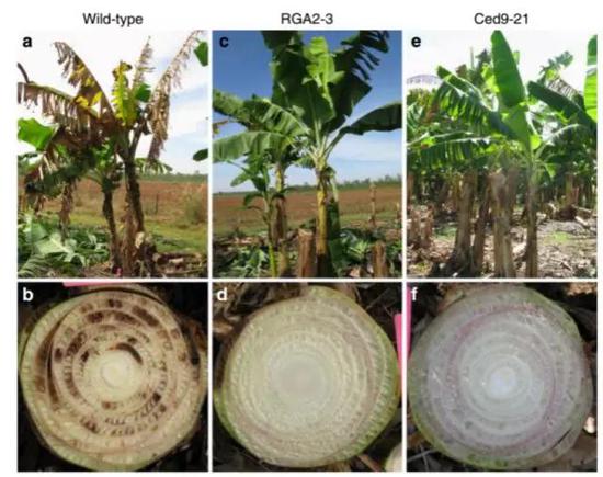 James Dale的转基因香蕉大田实验。A和B为华蕉原始种（标注为Wild-type），而RGA2-3及Ced9-21都是转基因后代，结果显示这两个转基因品系均获得了对TR4的显著抗性。