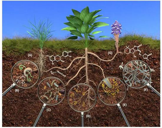图5。植物与其他有机体地下生物化学交流  A）。植物分泌酚类物质抑制邻近植物的萌发（化感作用）；（B）。根系释放含硫化合物诱发昆虫幼虫取食植物根系；（C）。根系分泌物影响根际细菌的定殖及根瘤菌节瘤因子的形成；（D）。根系分泌物诱导囊肿线虫孵化并吸引根系周围的线虫幼虫；（E）。根系最顶端的根冠是释放化学物质最活跃的区域；（F）。根系分泌物中的独脚金内酯诱导丛枝菌根真菌的分枝；（G）。寄主植物释放独脚金内酯诱导寄生植物的萌发。