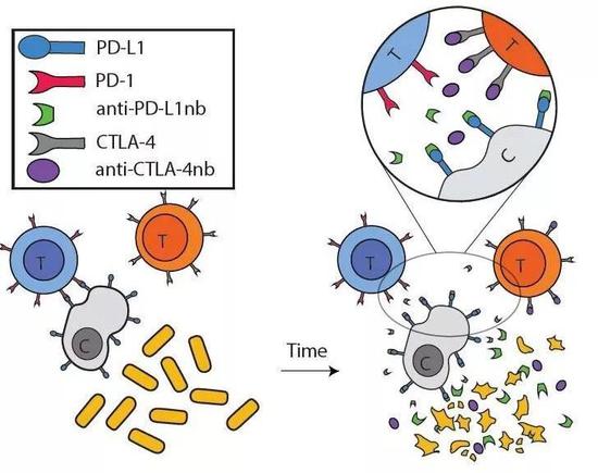 益生菌"跑腿"，把免疫疗法安全送到体内