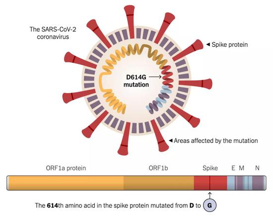 新冠病毒的D614G变异（Jonathan Corum | Scripps Research）