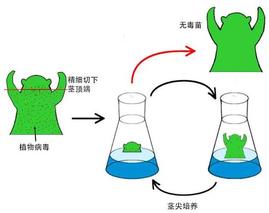 茎尖脱毒:植物可能存在一个广谱的抗病毒机制