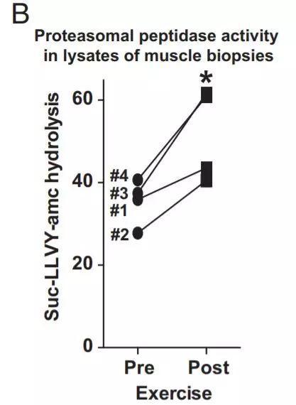 ▲运动能促进蛋白酶体的活性（图片来源：参考资料[1]）