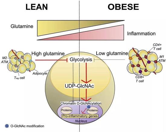 ▲谷氨酰胺影响脂肪细胞的表观遗传学示意图（图片来源：参考资料[1]）