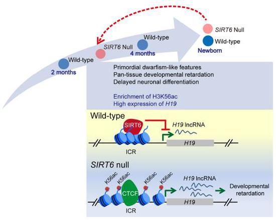 SIRT6-H3K56ac-H19通路。