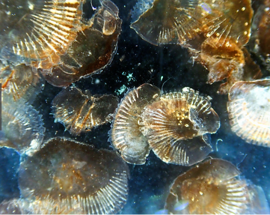 日本三重县水族馆的一只大王具足虫时隔两年再次发生了排便