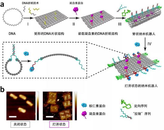 　通过DNA折纸技术构建装载有凝血酶的纳米机器人（引自Li等）