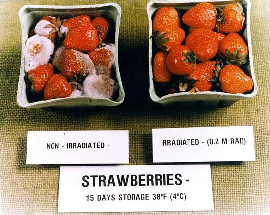 辐照杀菌处理后的草莓更耐储存
