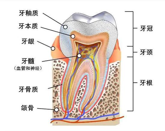 人齿的纵剖图 | 参考文献[1]