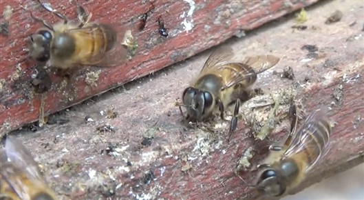 害怕大黄蜂试试水牛粪