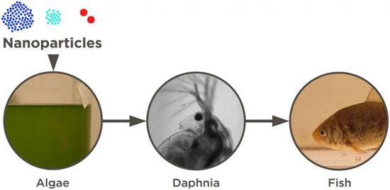 鱼类能够摄入环境中的纳米塑料，产生行为异常。图片来源：Mattsson et al。， 2017