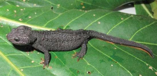 　Tylototriton sparreboomi