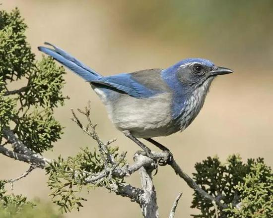 西丛鸦似乎不仅活在当下，对未来也有一定的概念丨audubon.org