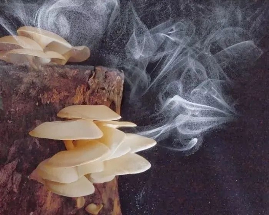 蘑菇的孢子散播 