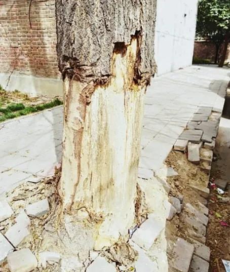 407岁古树被烧空心,为什么仍能结果?|古树_新浪科技_新浪网