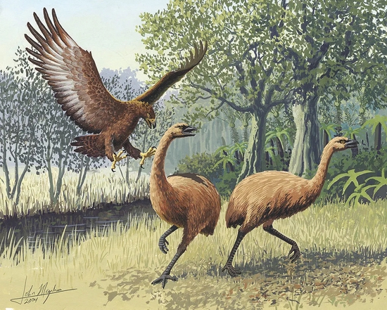 　捕食恐鸟的哈斯特鹰 | Wikimedia Commons