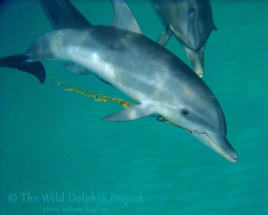 　一只大西洋点斑原海豚正在玩马尾藻 | Wild Dolphin Project