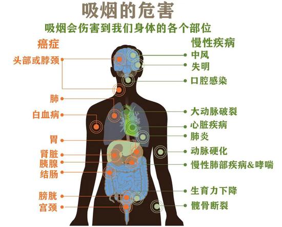 吸烟对人体各个区域都可能有影响