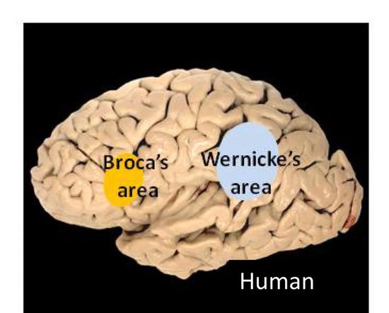 人类大脑负责语言功能的主要是左半球的布罗卡区（左）和韦尼克区（右）。图片来源：wikimedia
