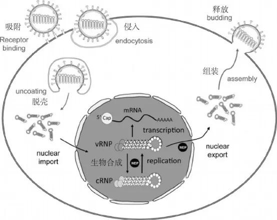 病毒复制过程图片