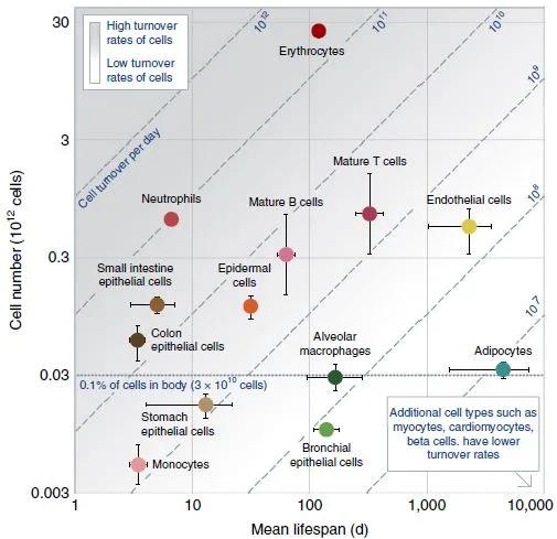 不同类型的人体细胞平均寿命差别很大，数量也差别很大