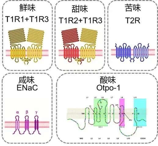 为什么猫咪感受不到甜味，却对苦味格外敏感？