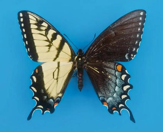 还是蝴蝶 | James K。 Adams