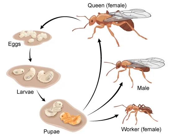 蚂蚁幼虫（左）体内黑色的物质就是它们的蛹便。图片来源：wikimedia