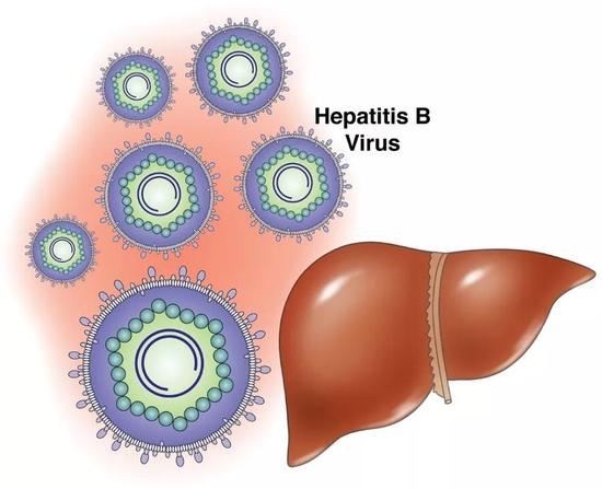 （图片来源：medasend）https：//medasend.com/hepatitis-b-workplace-vaccination/