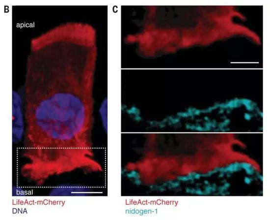 ▲细胞骨架蛋白会让上皮细胞伸出“小脚”，一步步往上爬（图片来源：参考资料[1]）