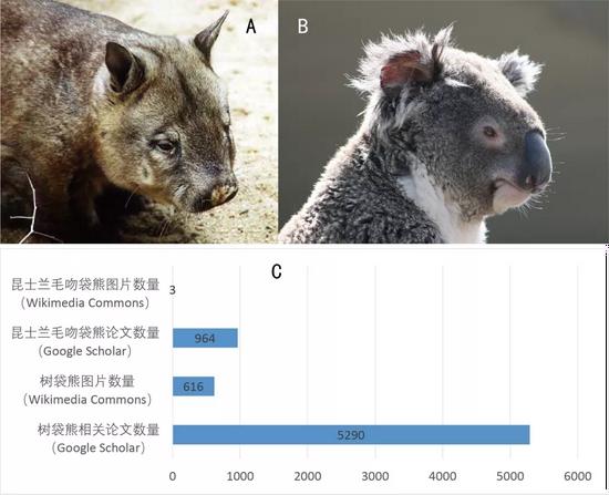 A：昆士兰毛吻袋熊丨Wikimedia Commons， Eva Hejda / CC BY-SA 2.0 DE（https：//creativecommons.org/licenses/by-sa/2.0/de/deed.zh）B：树袋熊丨Wikimedia Commons， Diego Delso / CC BY 3.0（https：//creativecommons.org/licenses/by/3.0）C：两者的相关论文数量与图片数量 