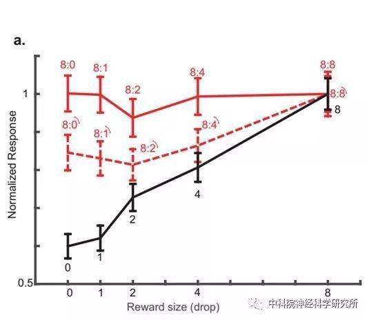 图3眶额叶皮层中的价值编码神经元在大脑同时处理代表不同价值的物体时，主要由更高价值的物体支配。这一过程受注意力调控，眶额叶神经元因受注意力切换影响编码相关物体的价值。图中虚线代表转动情况下神经元的反应，相比没有转动的情况（红色实线），神经元整体反应更偏向于被转动的图片（黑色实线）。
