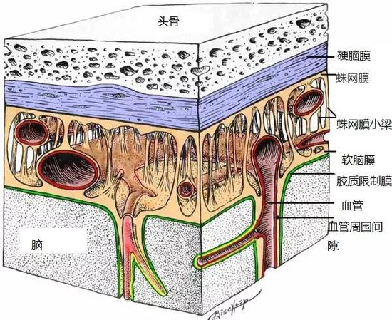 人类唯一的出路变成人工智能1
