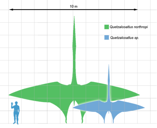 风神翼龙的翼展超过10米，图为两种不同的风神翼龙。（图片来源：维基百科）