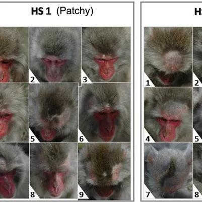 　恒河猴的脱发现象 图源：researchgate