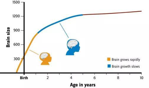 人的大脑在出生前，从出生的第一年一直到童年时期发育迅速 图源：https：//humanorigins.si.edu/human-characteristics/brains